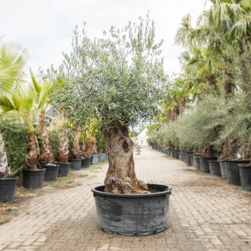 Olivenbaum 'Bonsai' #195