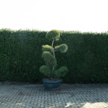 Waldkiefer Bonsai Pompon #78