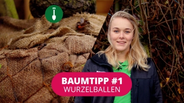 Baumtipp #1 ​Bäume mit Wurzelballen