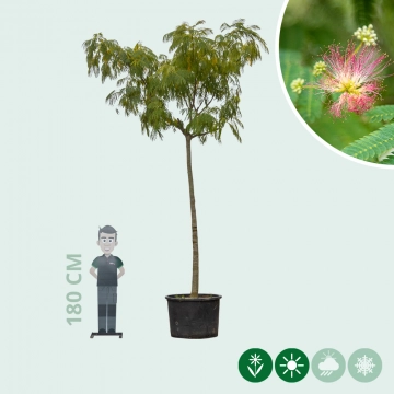 Persischer Schlafbaum