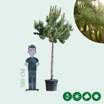 Waldkiefer