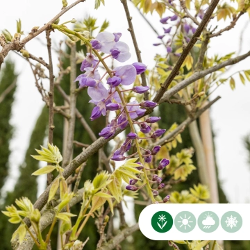 Blauregen sinensis