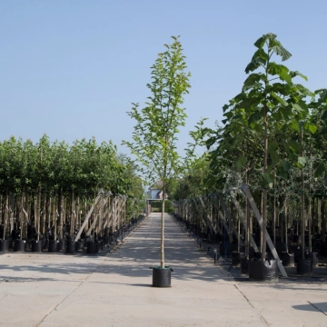 Magnolienbaum Kaufen 3m