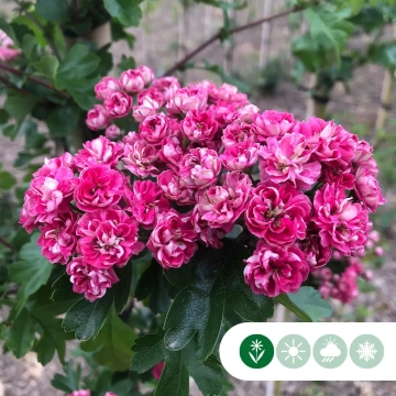 Bäume mit rosa Blüten
