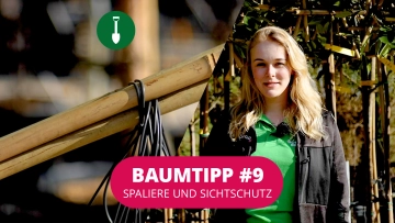 Baumtipp #9 Spaliere und Sichtschutz