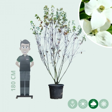 Cornus China Girl mehrstämmig