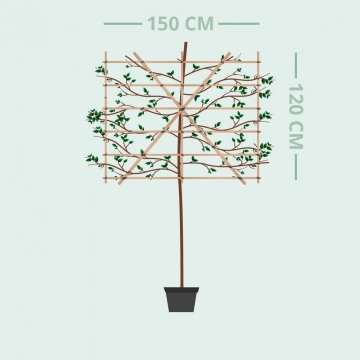 Jonagold als Spalierbaum groß