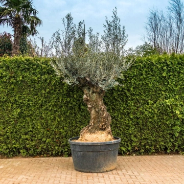 Olivenbaum 'Bonsai' #103