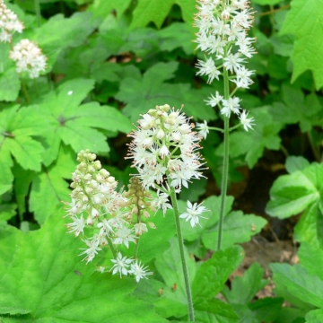 Tiarella cordifolia