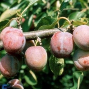 Prunus D. Opal