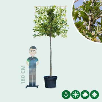 Kirschlorbeer als Spalier Ausgewaschen