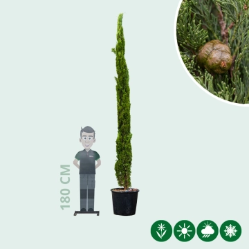 Italienische Zypresse 'Totem'