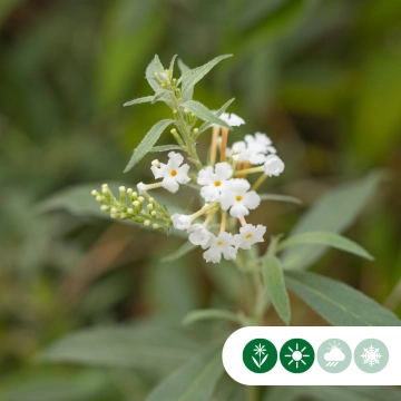 Schmetterlingsstrauch 'White Profusion'