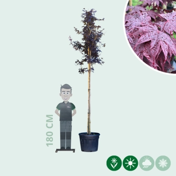 Roter Fächerahorn Bloodgood hochstamm