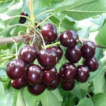 Prunus a. 'kordia' als Spalier
