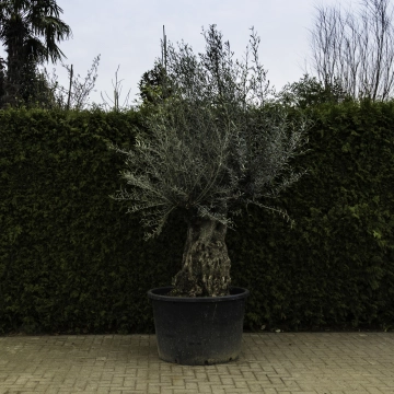 Olivenbaum 'Bonsai' #102