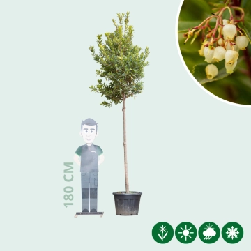 Erdbeerbaum
