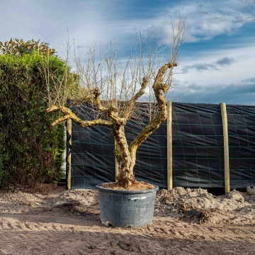 Granatapfelbaum ausgewachsen #9