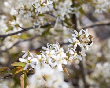 Was sind die Vor- und Nachteile einer Felsenbirne (Amelanchier)?