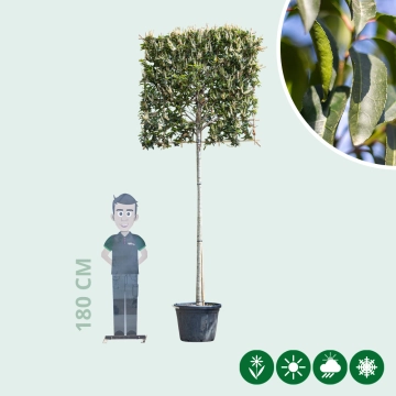 Portugiesischer Lorbeer als Spalierbaum