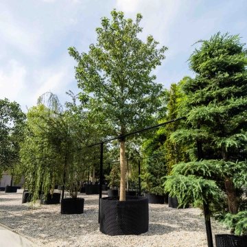 Amberbaum Worplesdon #1