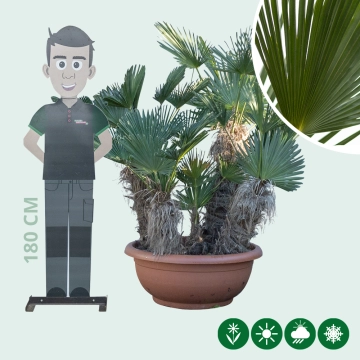 Wagnerpalme mehrstämmig