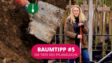 Baumtipp #5 Die Tiefe eines Pflanzlochs