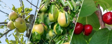 Gartenkalender August: Wasser geben, Obst pflücken und genießen