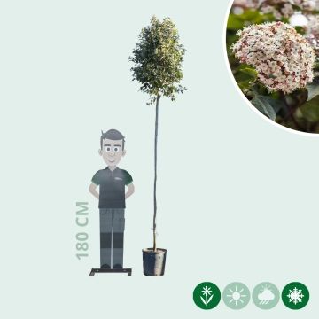 Schneeball Hochstamm