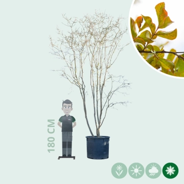 Chinesische Kräuselmyrte mehrstämmig