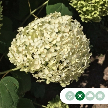 Hortensie Annabelle