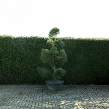 Waldkiefer Bonsai Pompon #80