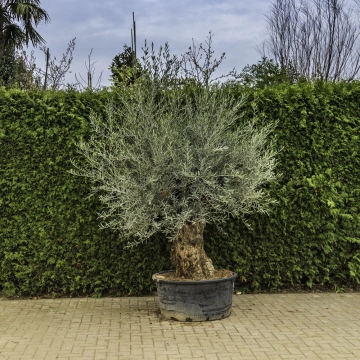 Olivenbaum 'Bonsai' #85