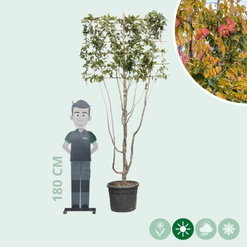 Persischer Eisenholzbaum mehrstämmig als Spalier