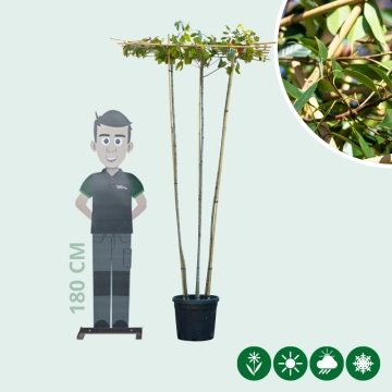 Glanzmispel Dachform mehrstämmig