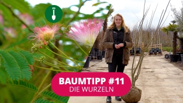 Baumtipp #11 Die Wurzeln