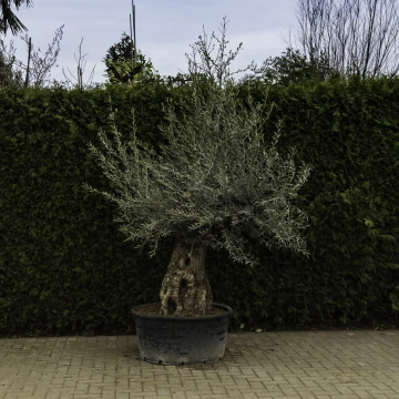 Olivenbaum 'Bonsai' #89