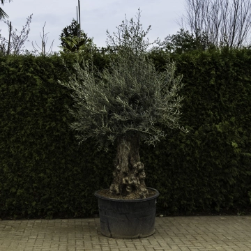 Olivenbaum 'Bonsai' #98