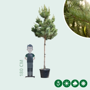 Waldkiefer