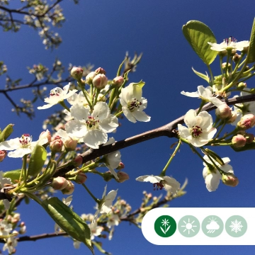 Zierbirne als Spalier