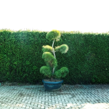 Waldkiefer Bonsai Pompon #78