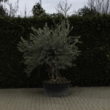 Olivenbaum 'Bonsai' #92
