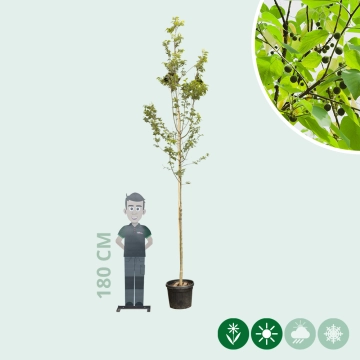 Europäischer Zürgelbaum