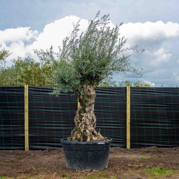 Olivenbaum 'Bonsai' #6