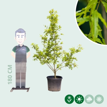 Weidenblättrige Eichemehrstämmig