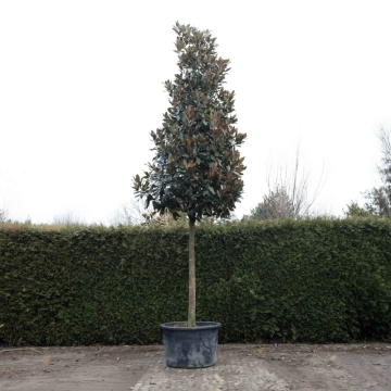 Magnolie grandiflora #69