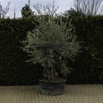 Olivenbaum 'Bonsai' #93