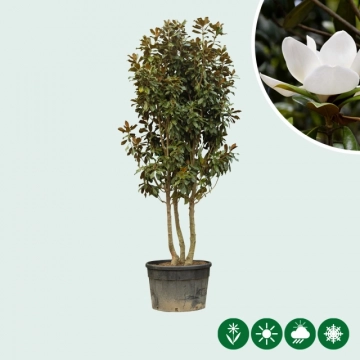 Magnolia grandiflora mehrstämmig