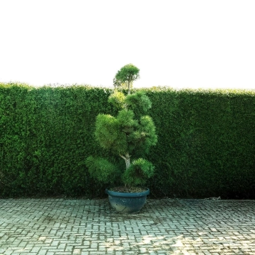Waldkiefer Bonsai Pompon #80