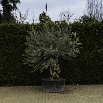 Olivenbaum 'Bonsai' #90